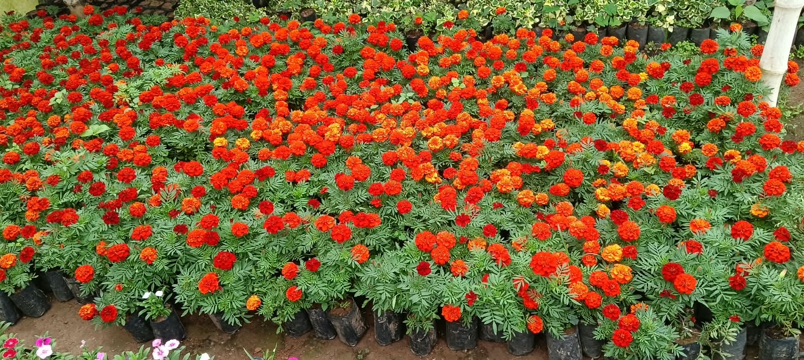 Red Jafri — Sugandha Farms & Nursery